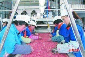 電子產品篩選廠 銷售策略與市場前景